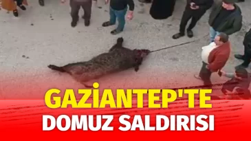 Gaziantep’te domuz saldırısı: 1 kişi yaralandı