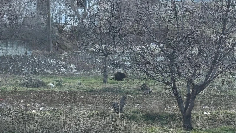 Gaziantep’in Şehitkamil ilçesine bağlı Sam Mahallesi, beklenmedik bir misafiri ağırladı.